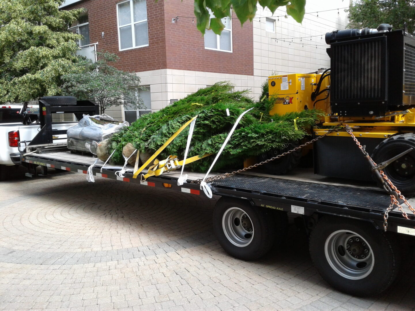 Removed trees placed at the trunk of a truck