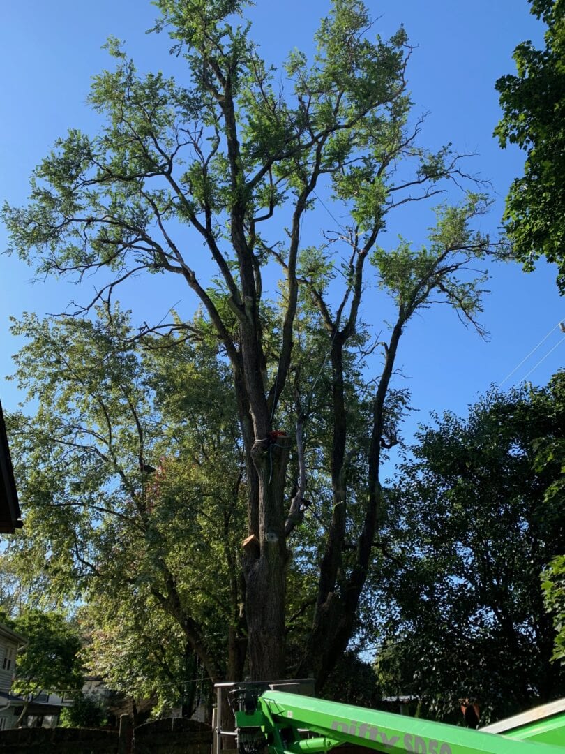 A tall tree with some of its branches removed