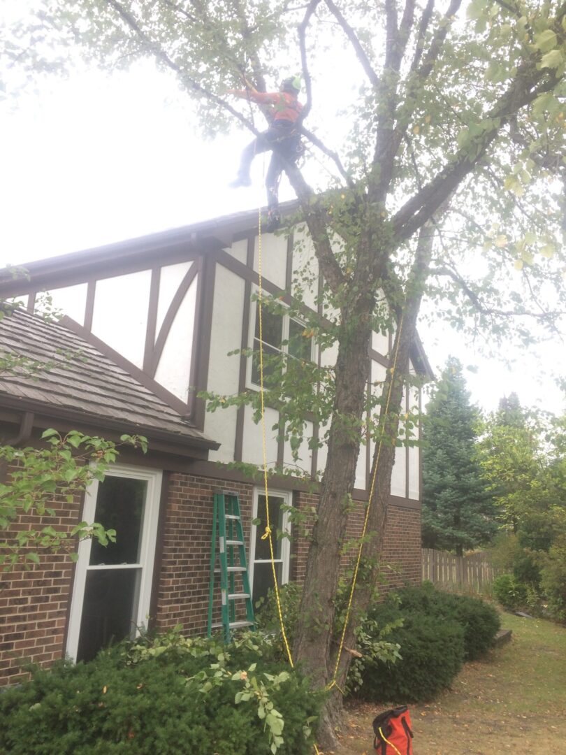 Tree maintenance services for residential clients