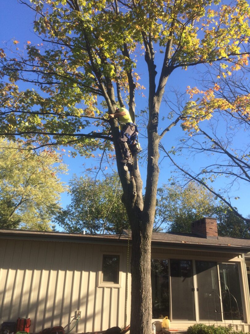 Carefully removing tree branches