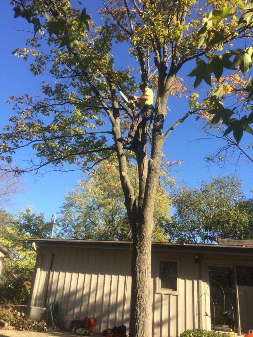 A man cutting off branches of the tree